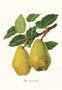 Print: Botanica: Pyrus Communis - cm 35x50