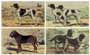 Set of 4 prints: Dogs - cm 50x35