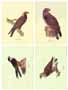 Set of 4 prints: Birds - cm 50x35