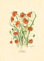 Print: Cut Flowers - cm 50x70