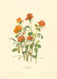 Print: Cut Flowers - cm 50x70