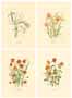 Set of 4 prints: Cut Flowers - cm 50x70