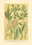 Print: Contry Herbs - cm 25x35