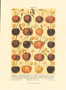 Print: Fruits - cm 50x70