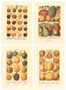 Set of 4 prints: Fruits - cm 25x35